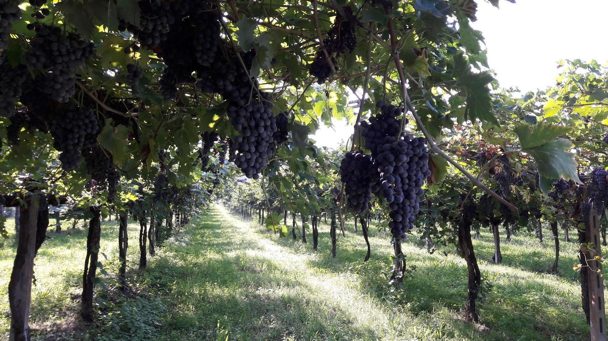 Agriturismo Camparella Pastrengo Zewnętrze zdjęcie